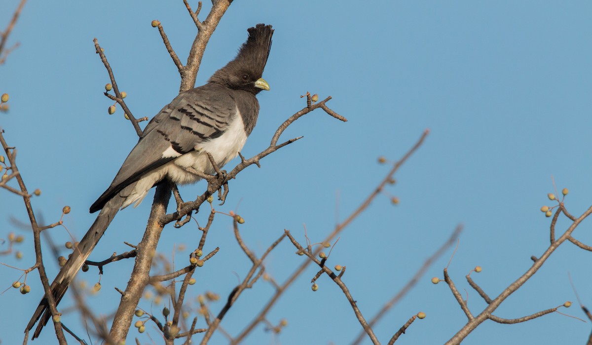 White-bellied Go-away-bird - Ian Davies