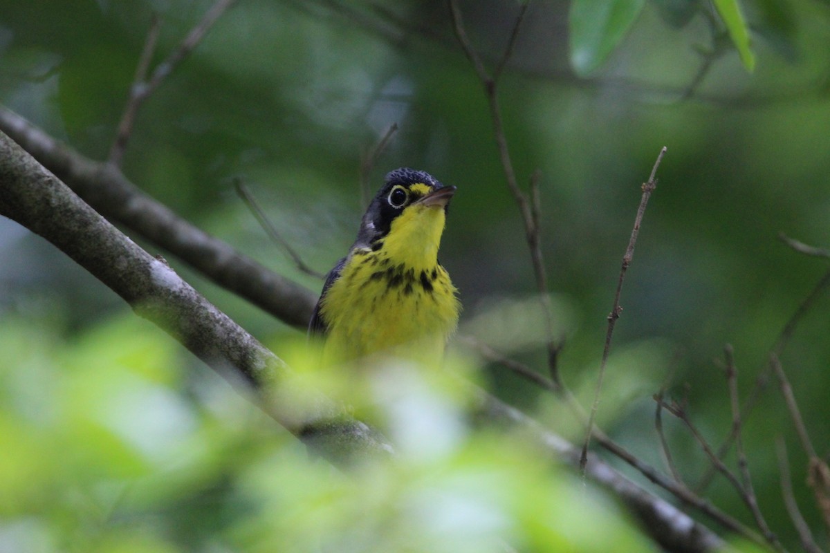 Canada Warbler - ML336113261