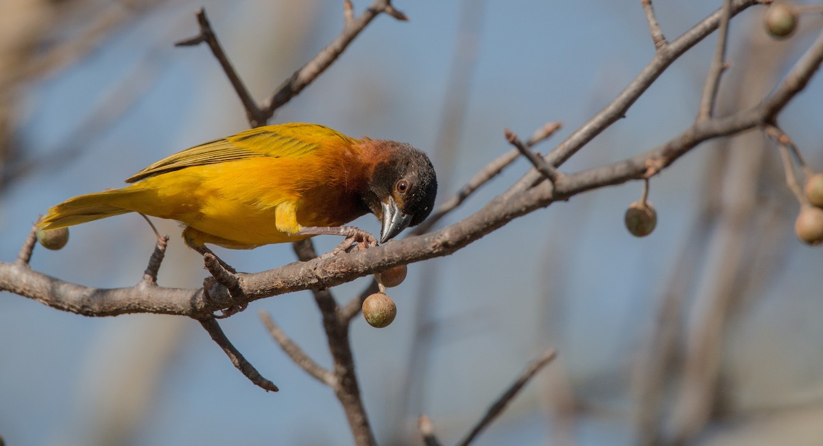 Salvadori's Weaver - ML33611351