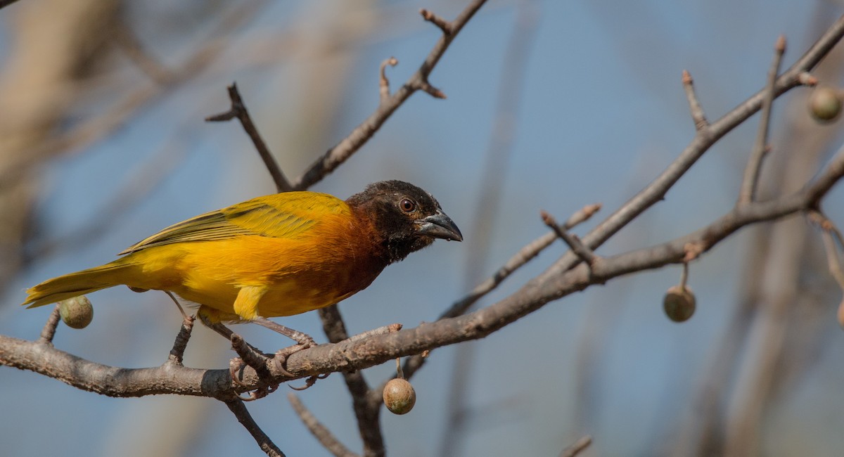 Salvadori's Weaver - ML33611361