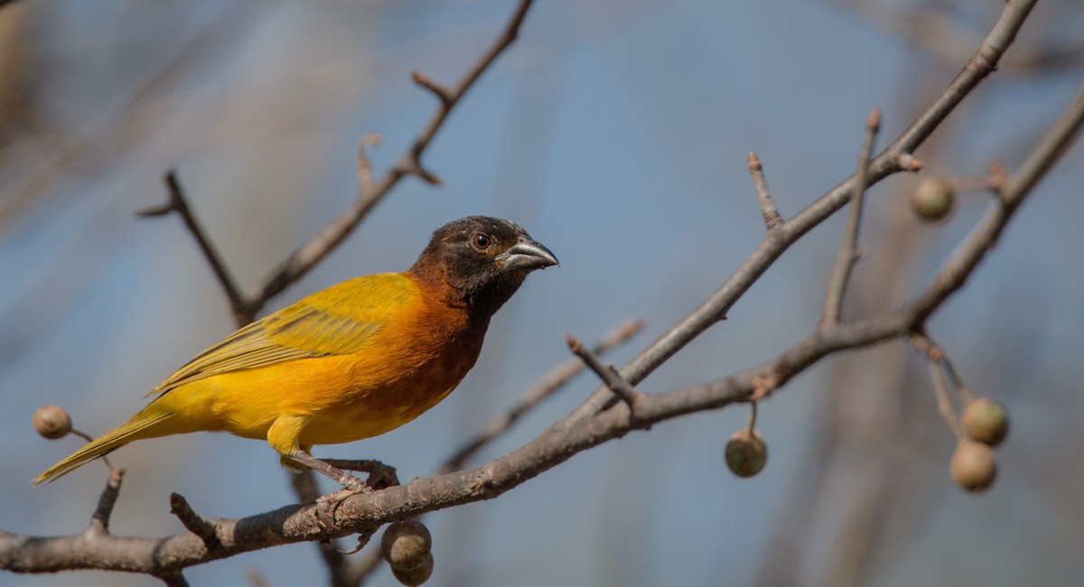 Salvadori's Weaver - Ian Davies