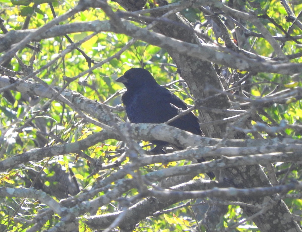 Screaming Cowbird - ML336113801