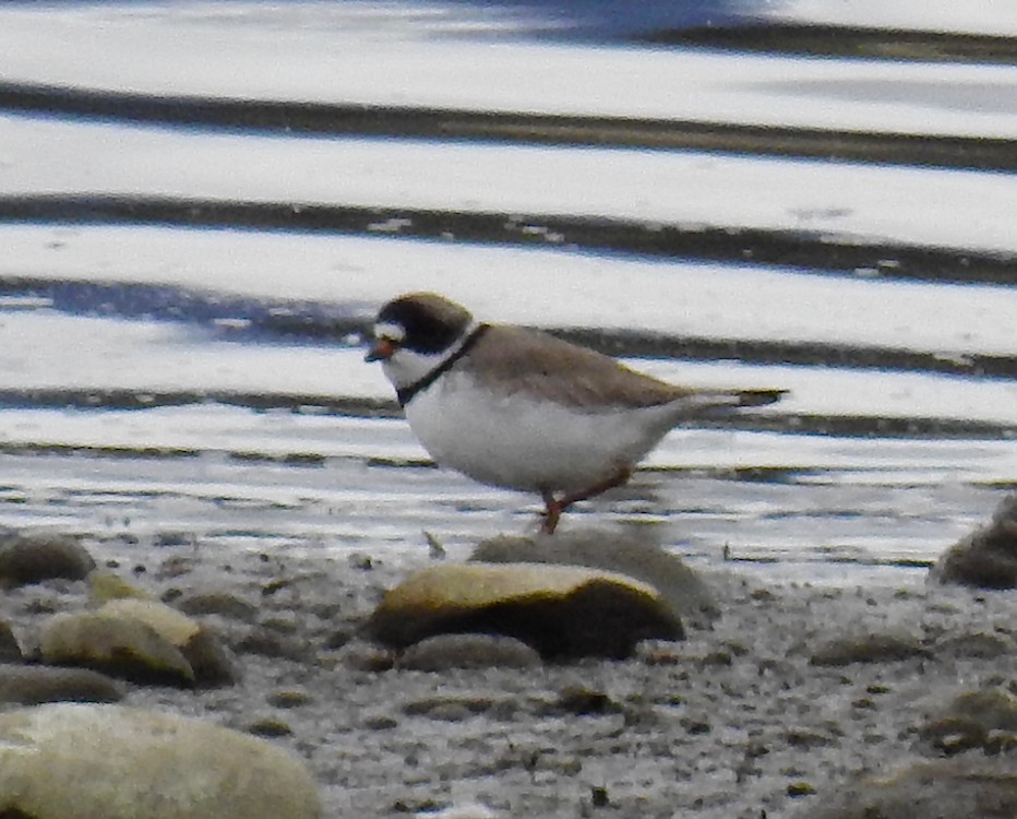 Semipalmated Plover - ML336114701