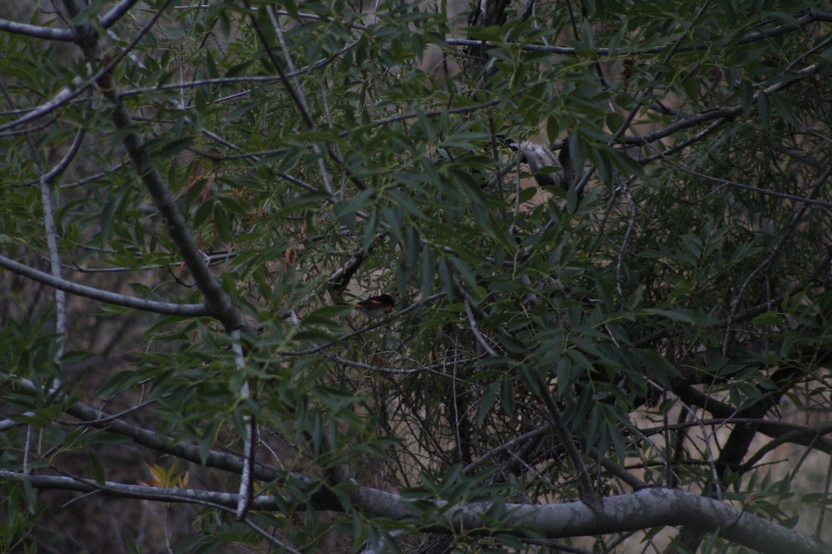 American Redstart - Lilian Tendilla