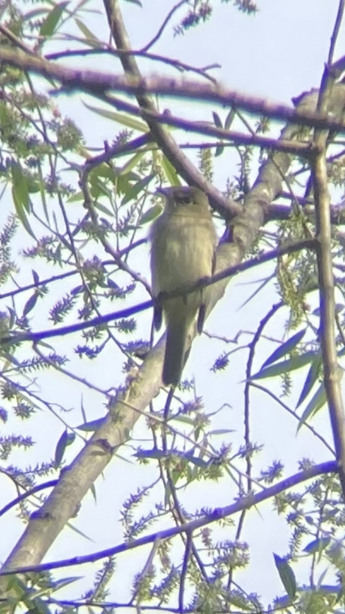 Empidonax sp. - ML336115171