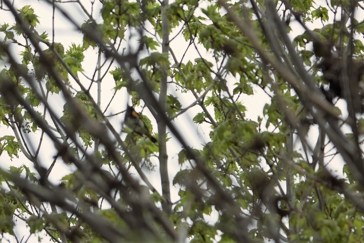 American Redstart - ML336115431