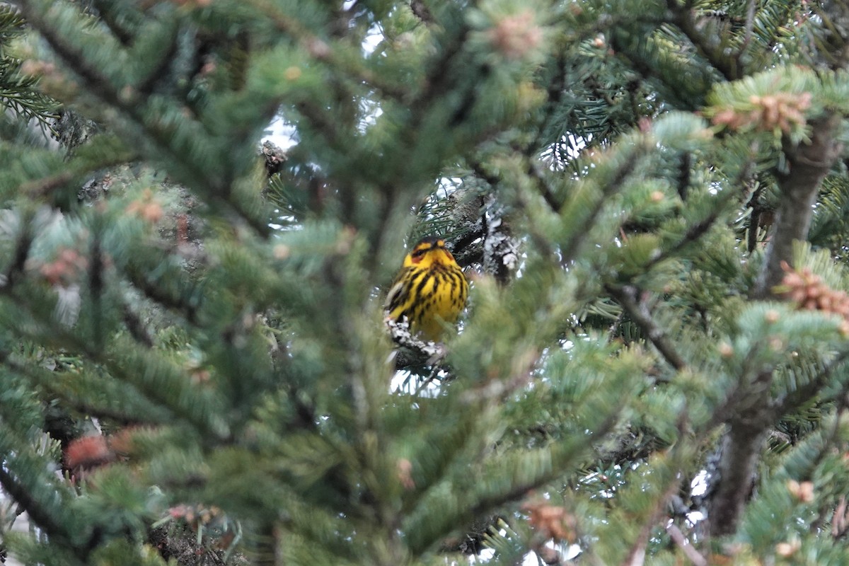 Cape May Warbler - ML336117791