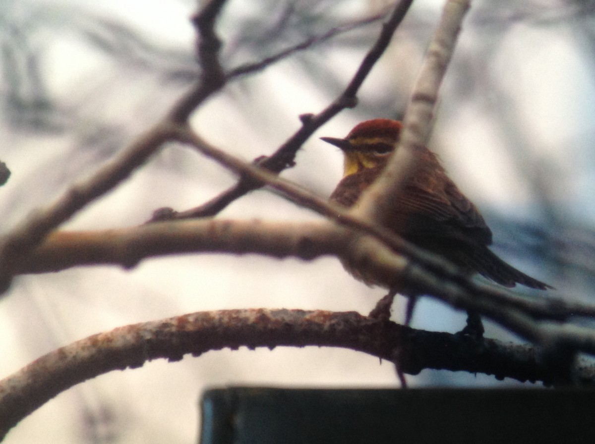 Palm Warbler - ML33611791