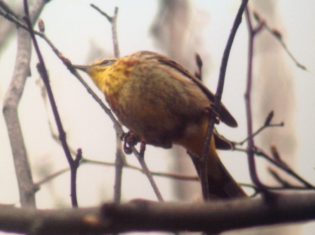 Palm Warbler - Alice Oliver