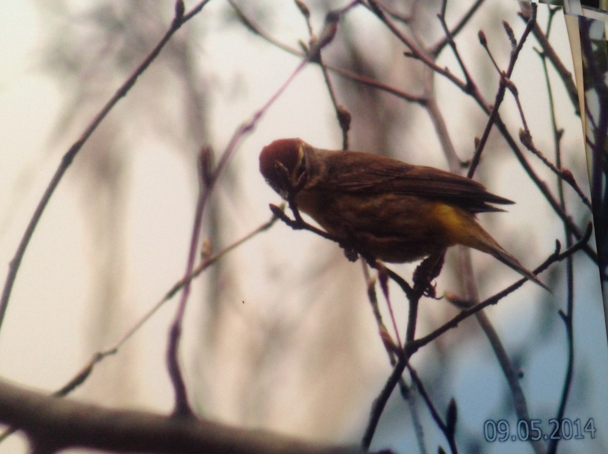 Palm Warbler - Alice Oliver