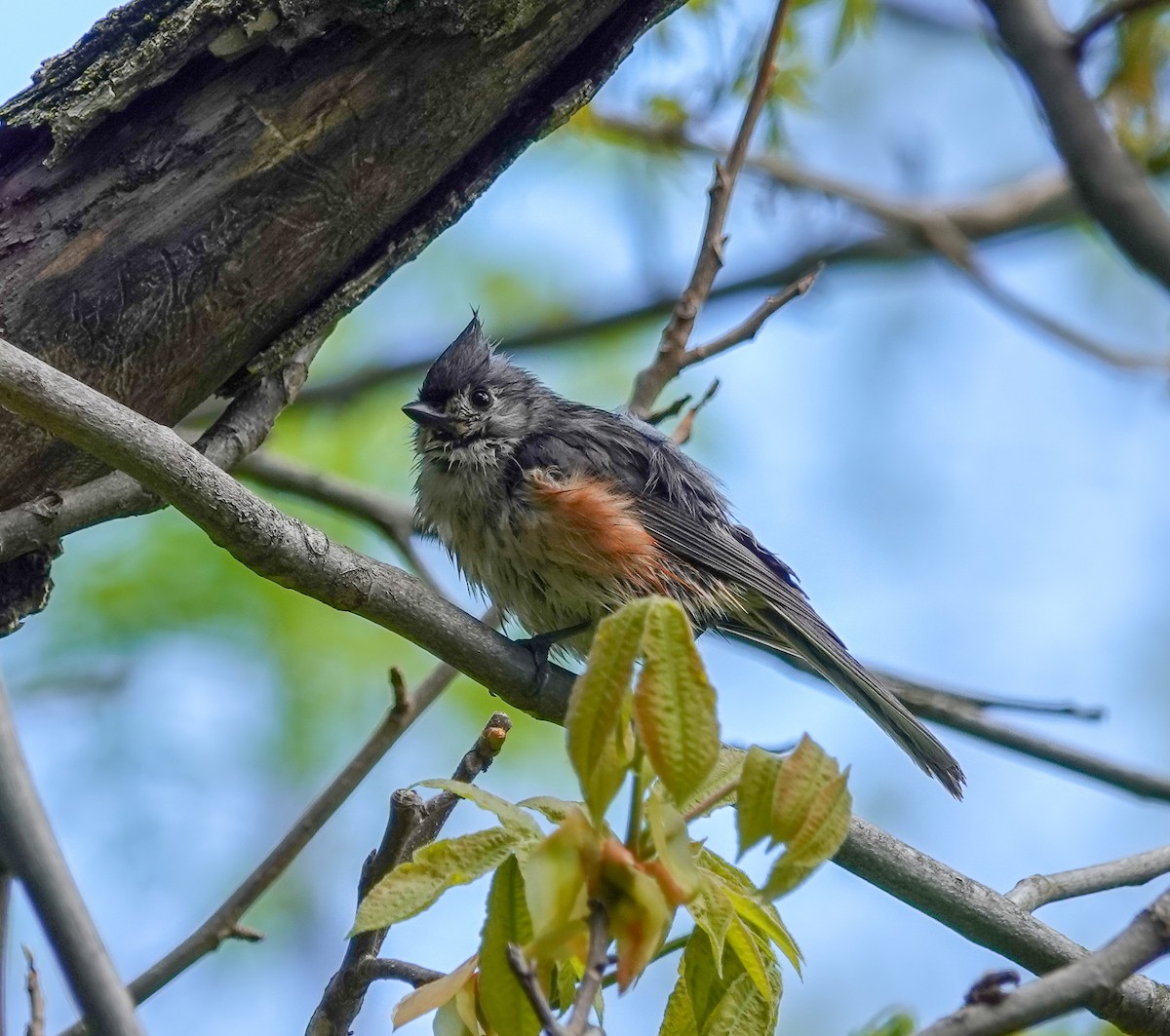 Tufted Titmouse - Larry Theller