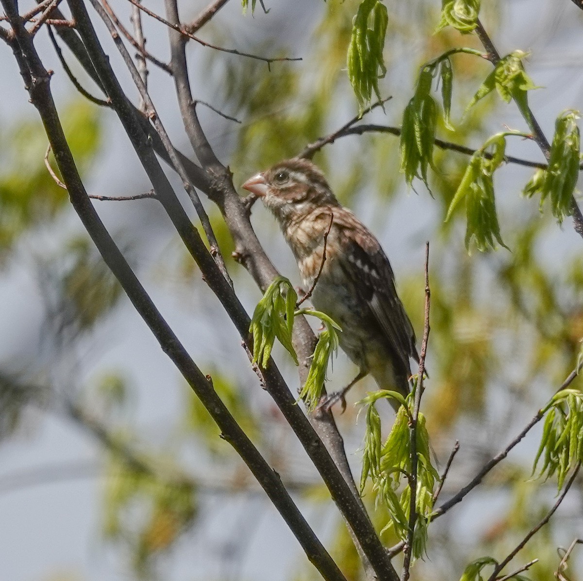 Rose-breasted Grosbeak - ML336121361