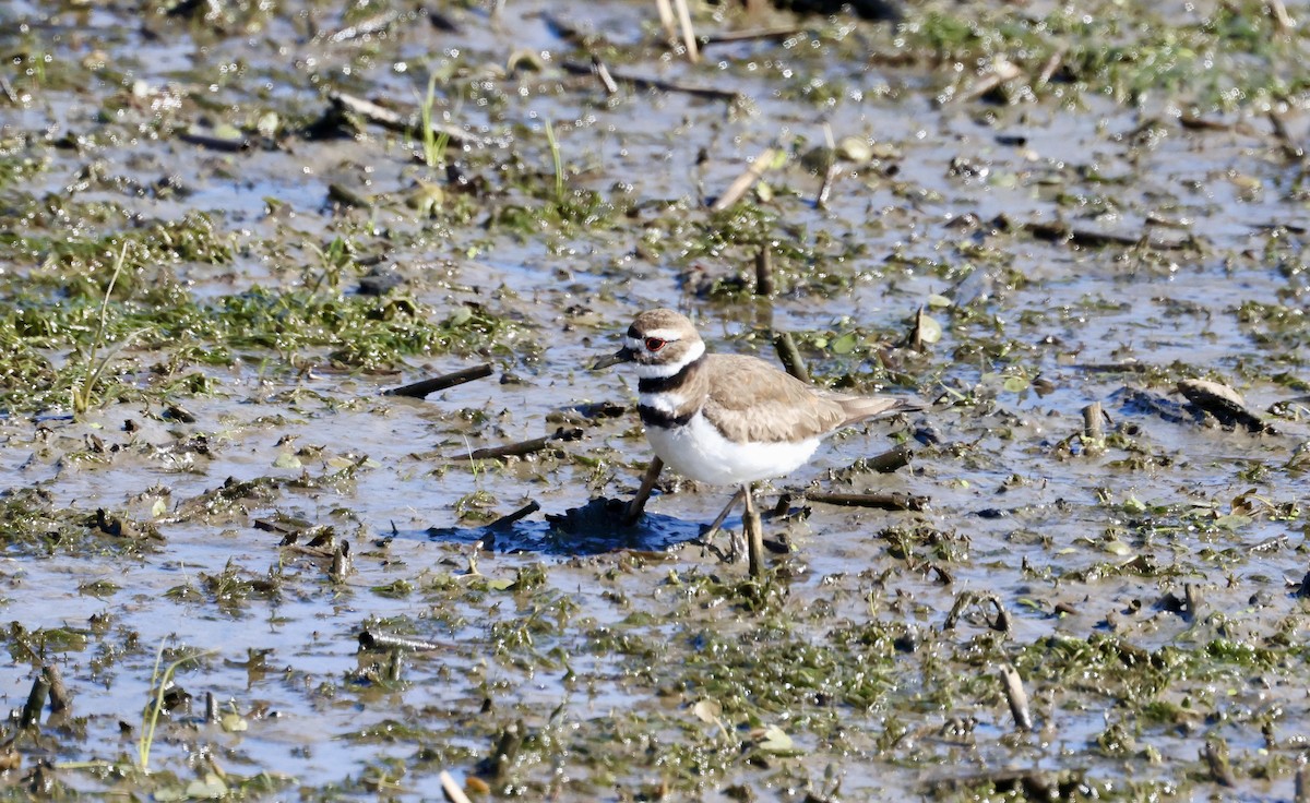 Killdeer - Anne Bielamowicz