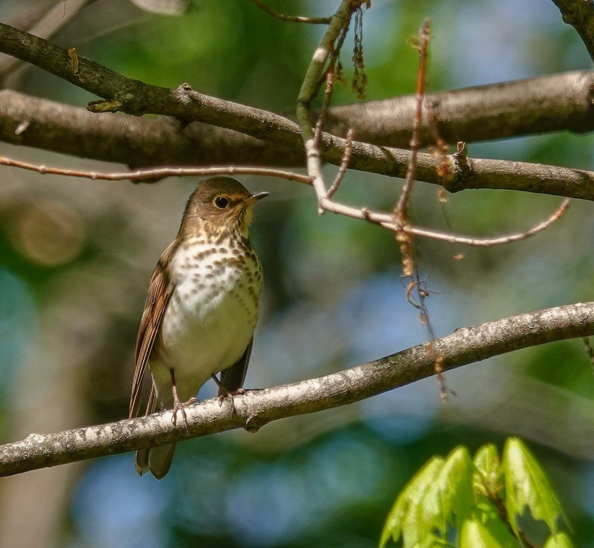 Swainson's Thrush - ML336121451