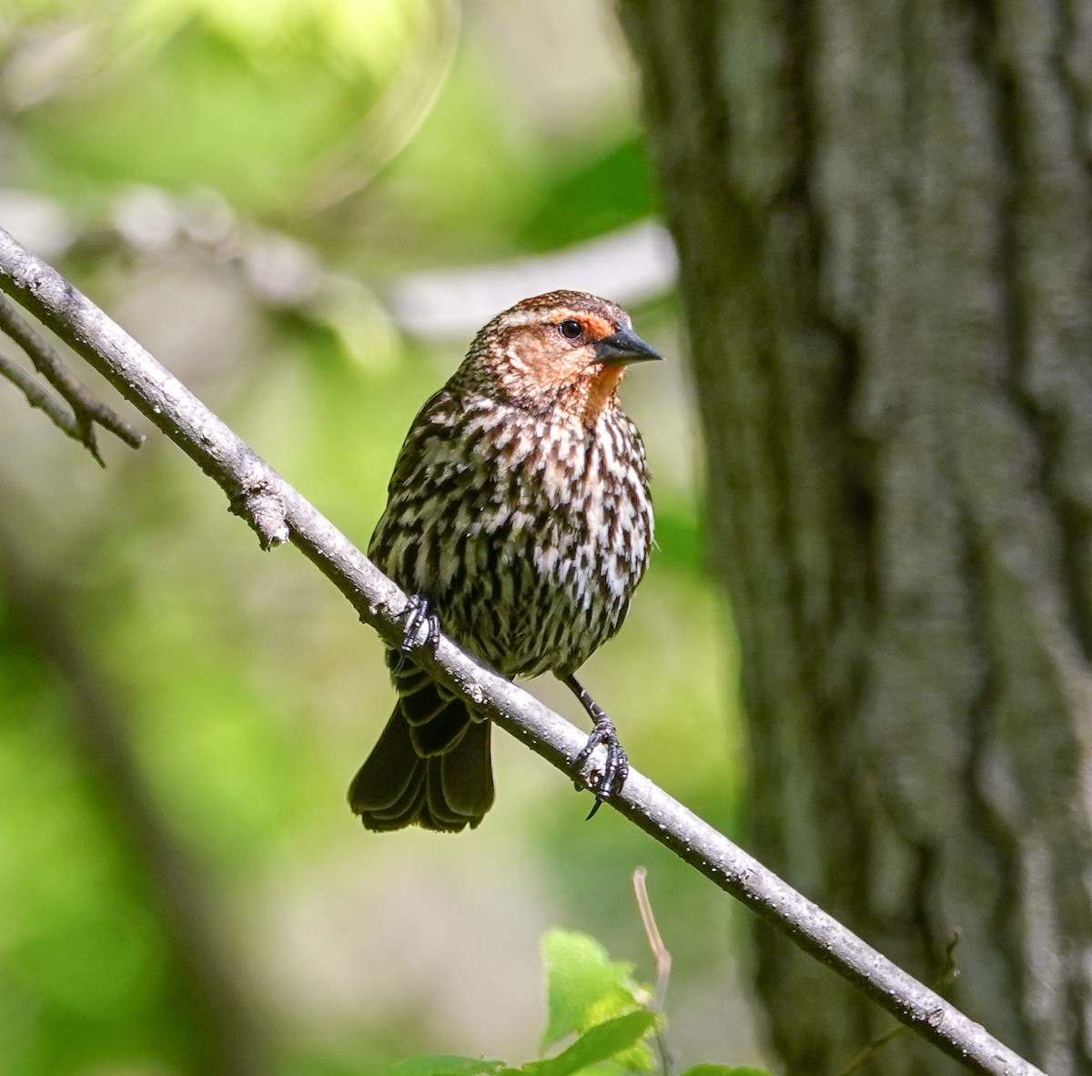 Red-winged Blackbird - ML336122341