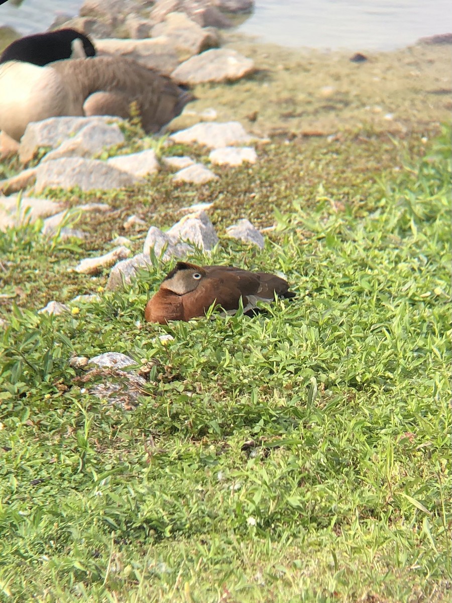 Black-bellied Whistling-Duck - ML336122771