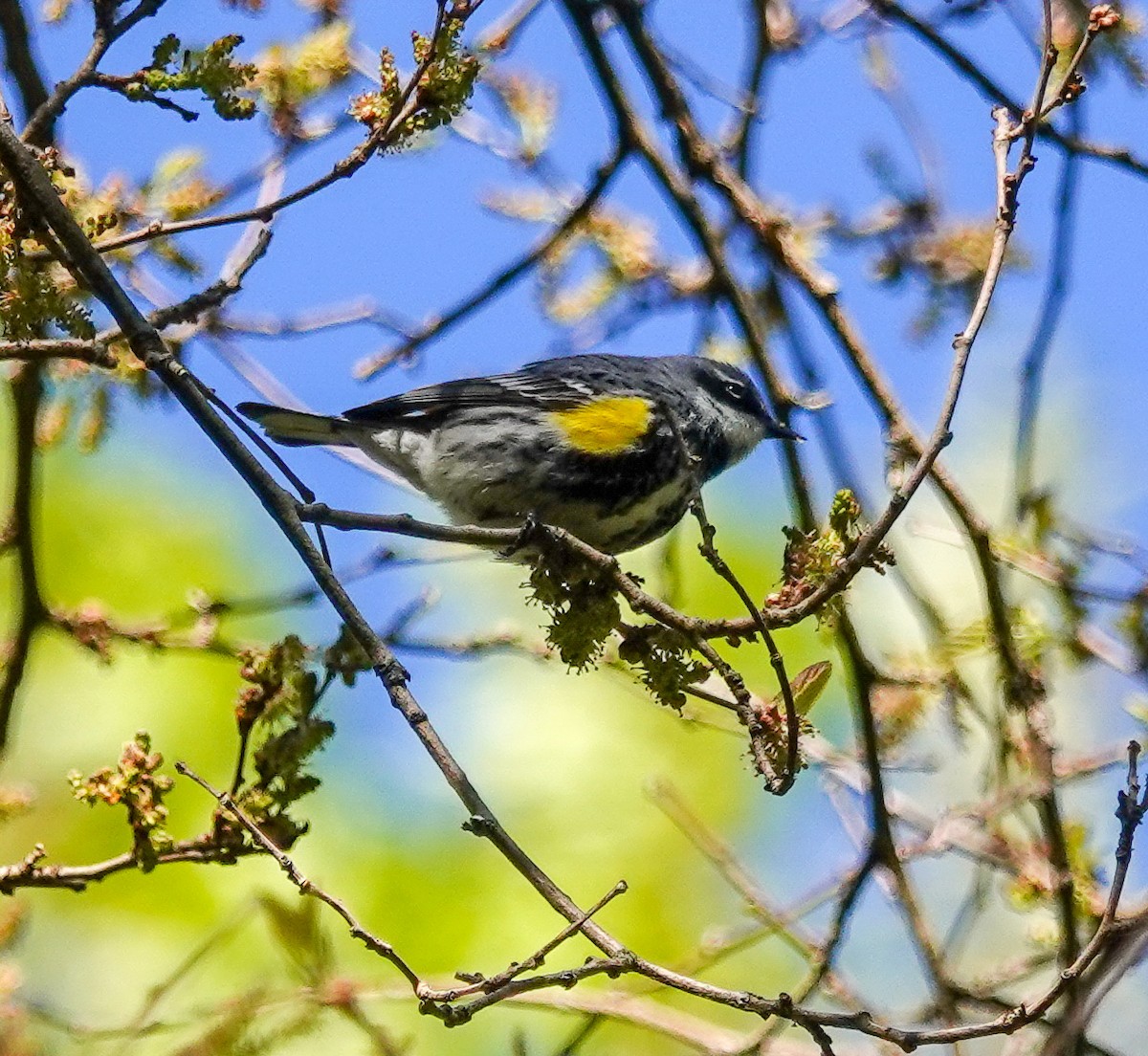 Yellow-rumped Warbler - ML336122781