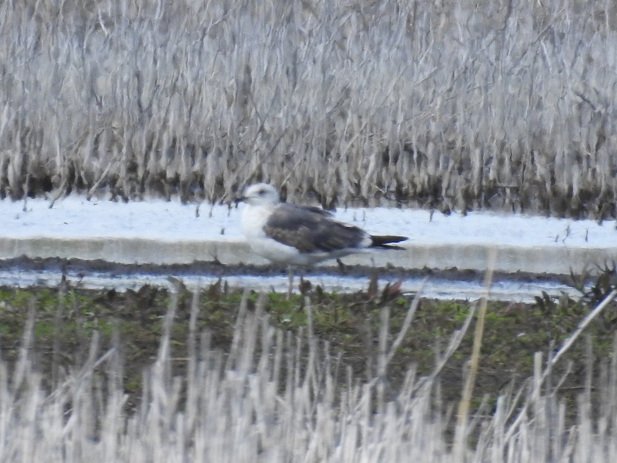 Lesser Black-backed Gull - ML336123231