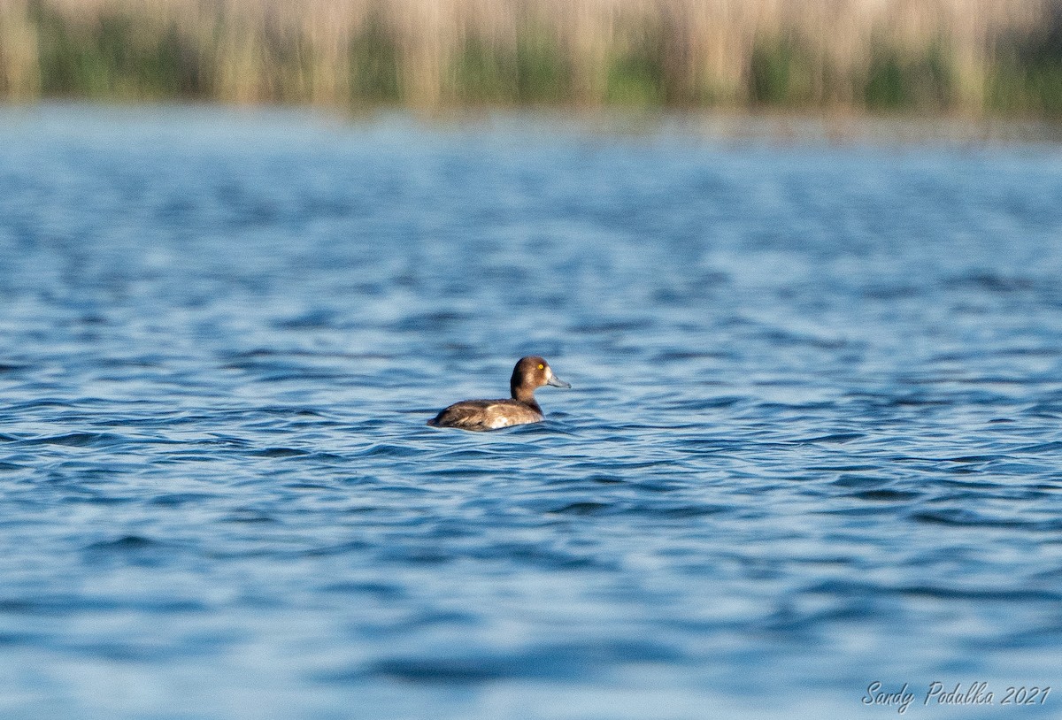 Lesser Scaup - ML336123341