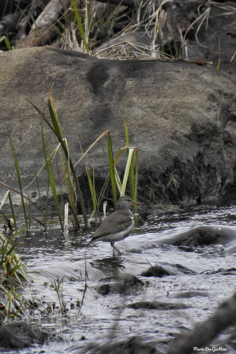 Spotted Sandpiper - ML336123431