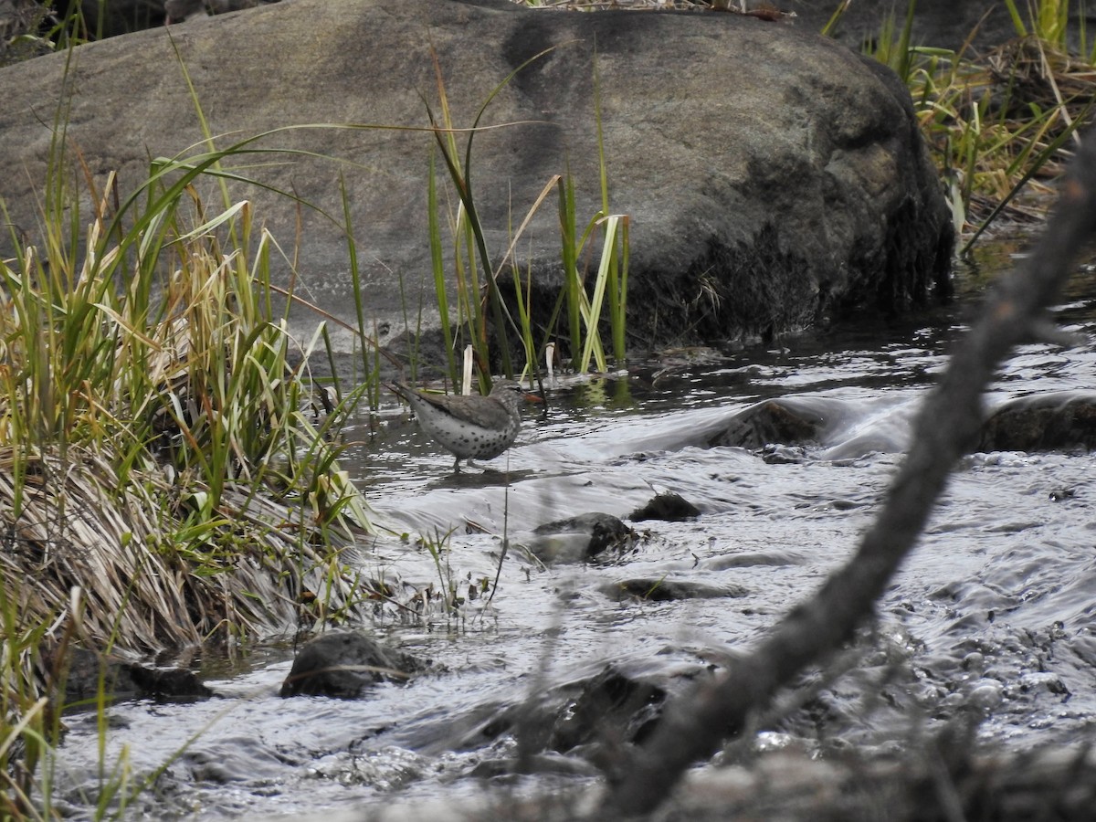 Spotted Sandpiper - Marie-Eve Gauthier