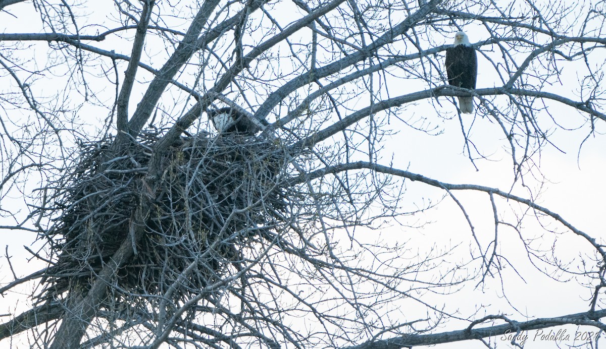 Bald Eagle - ML336123571