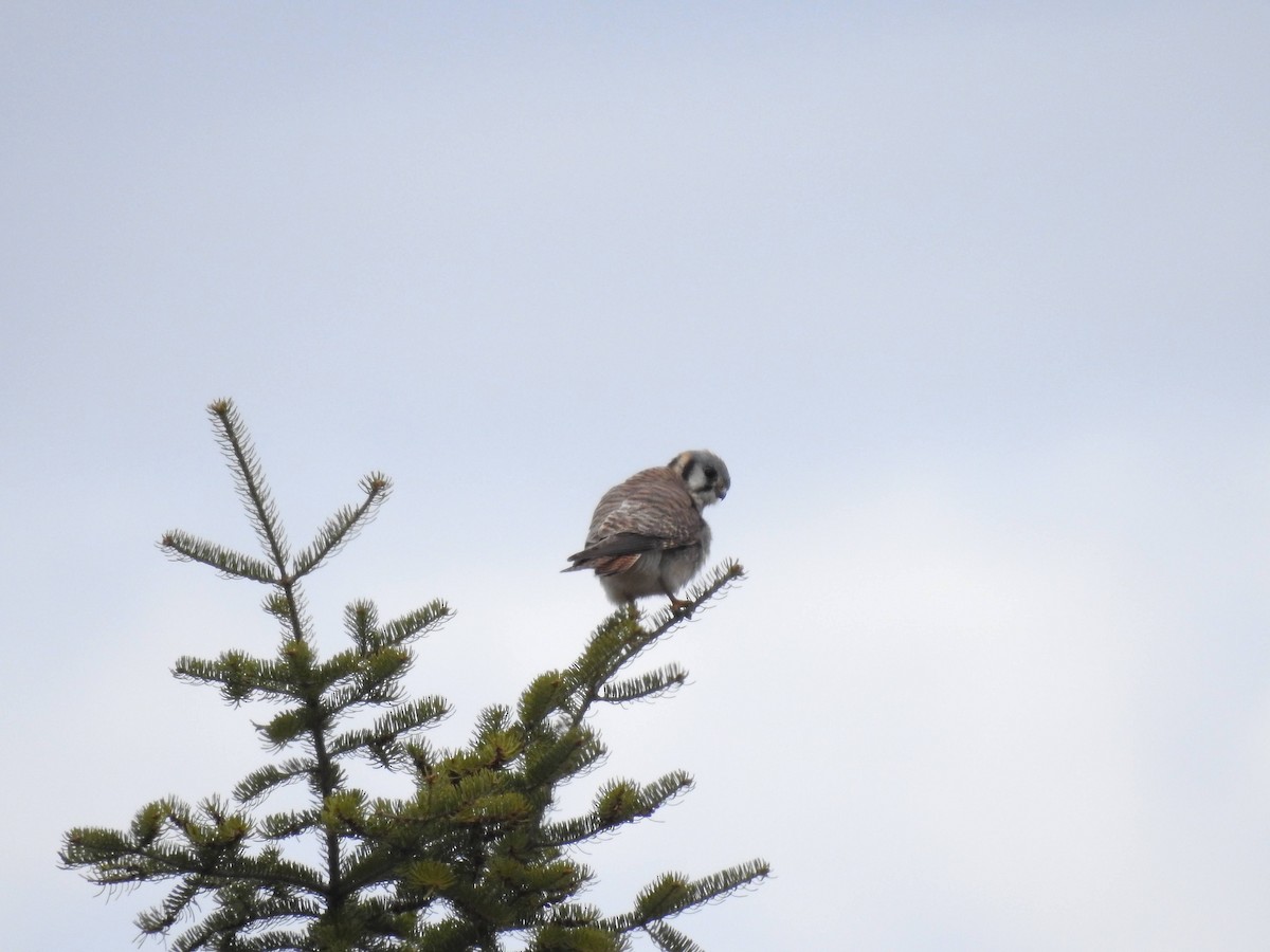 American Kestrel - Marie-Eve Gauthier