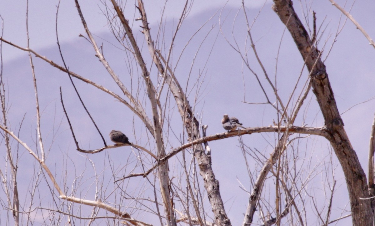 Mourning Dove - Carol Collins