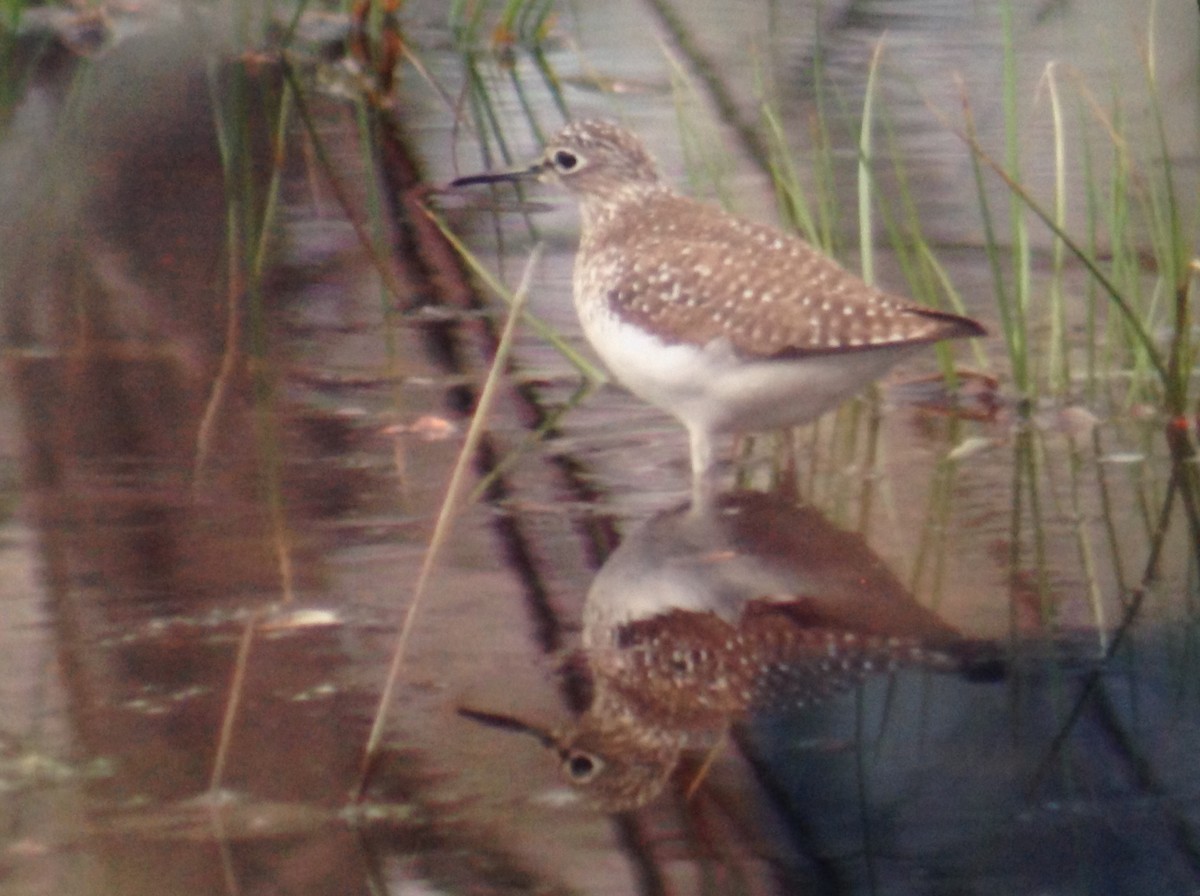 Solitary Sandpiper - ML33612591