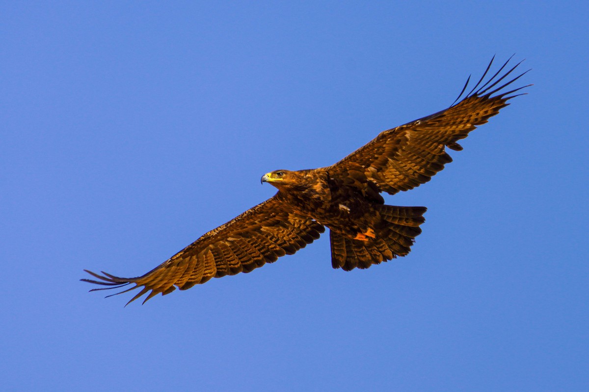 Steppe Eagle - ML336126901
