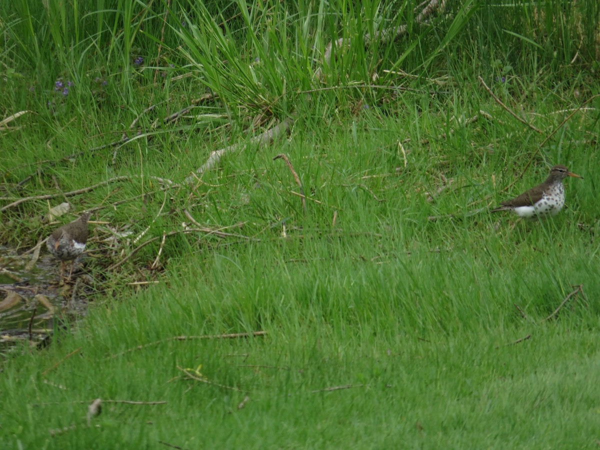 Spotted Sandpiper - ML336128081