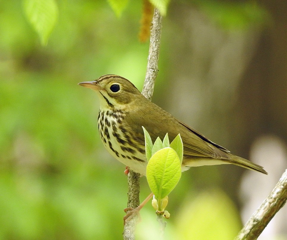 Ovenbird - ML336128301