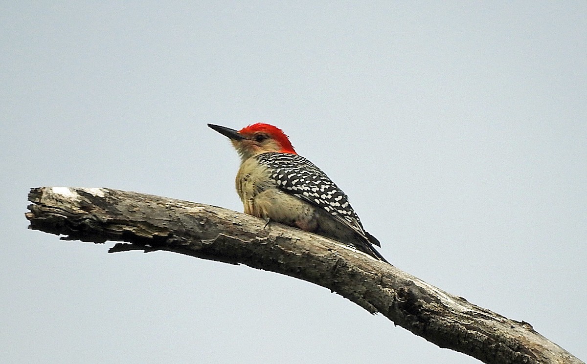 Red-bellied Woodpecker - ML336128681