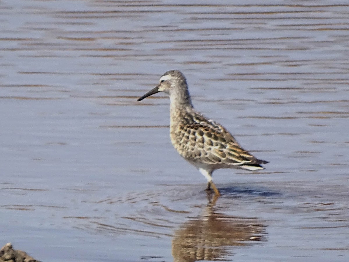 Stilt Sandpiper - ML33612881