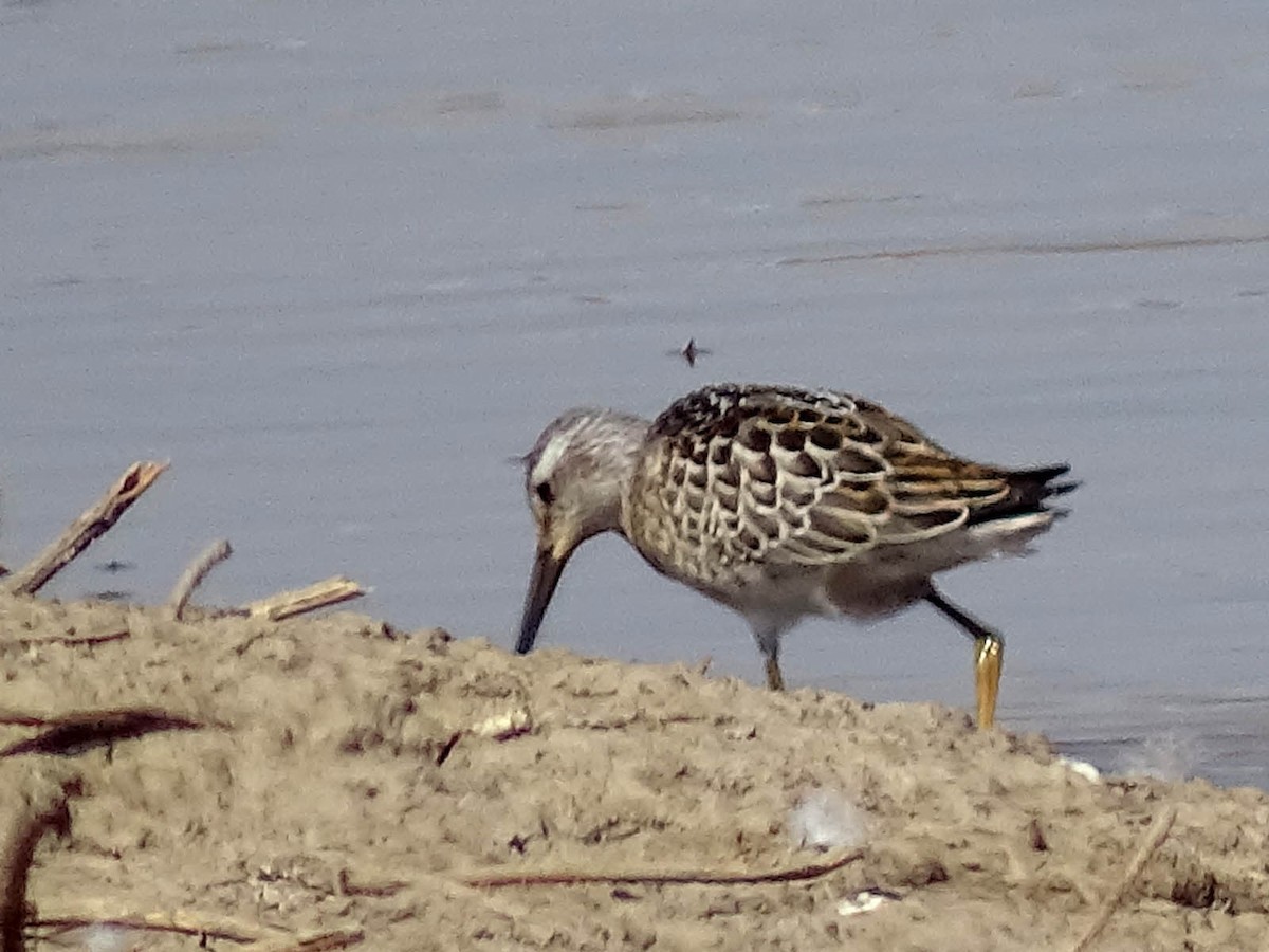 Stilt Sandpiper - ML33612891