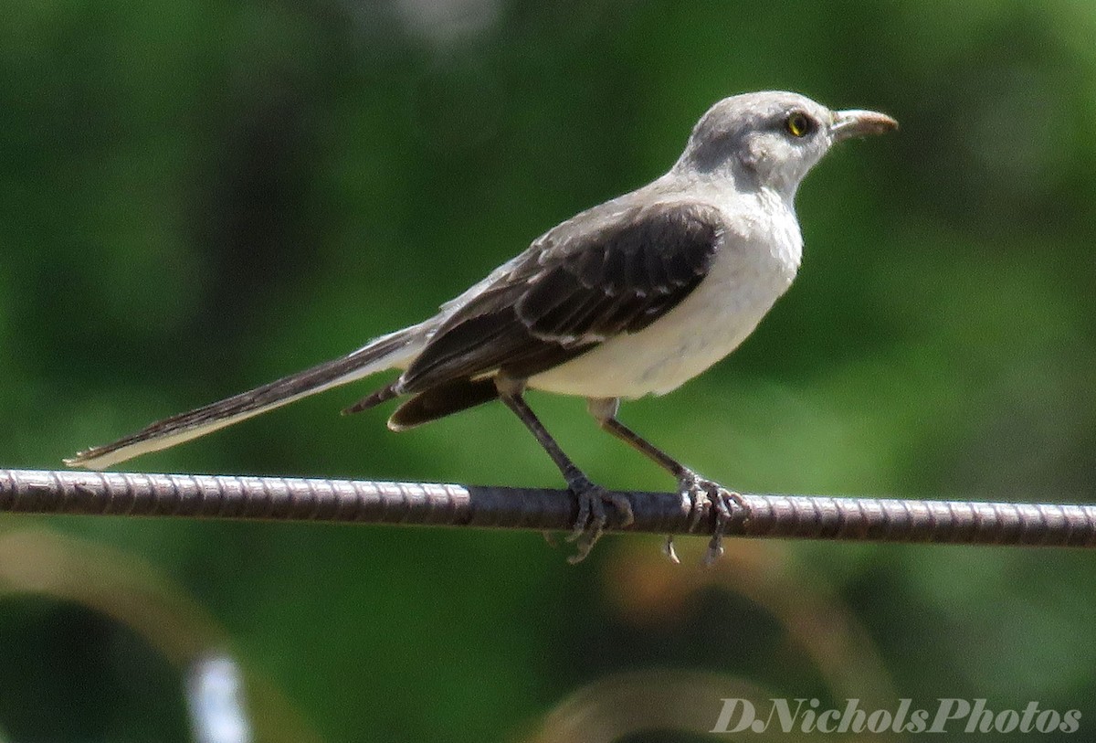 Northern Mockingbird - ML336131191