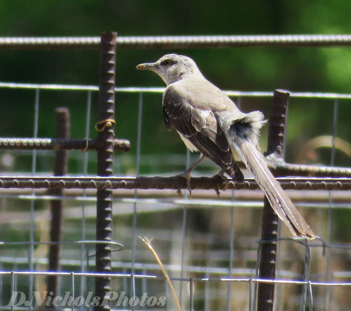 Northern Mockingbird - ML336131201