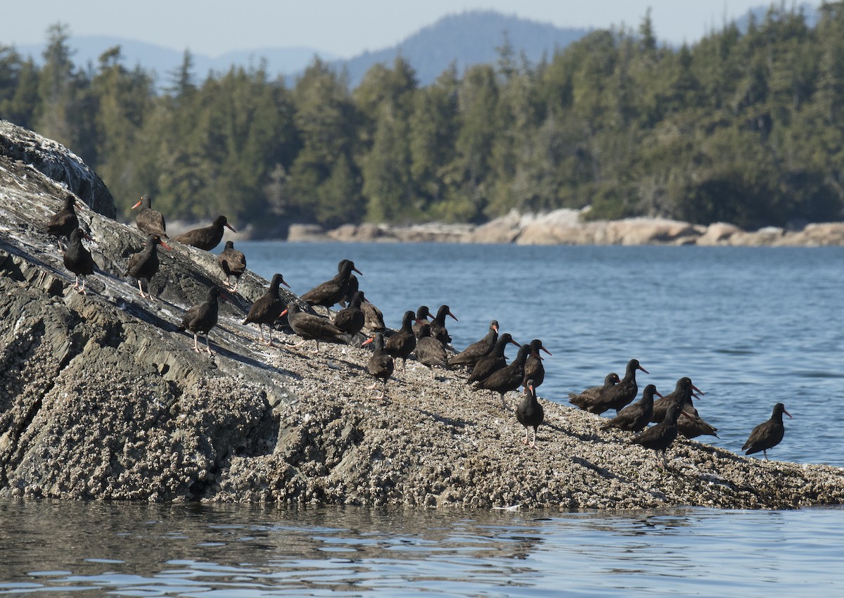 Black Oystercatcher - ML33613201