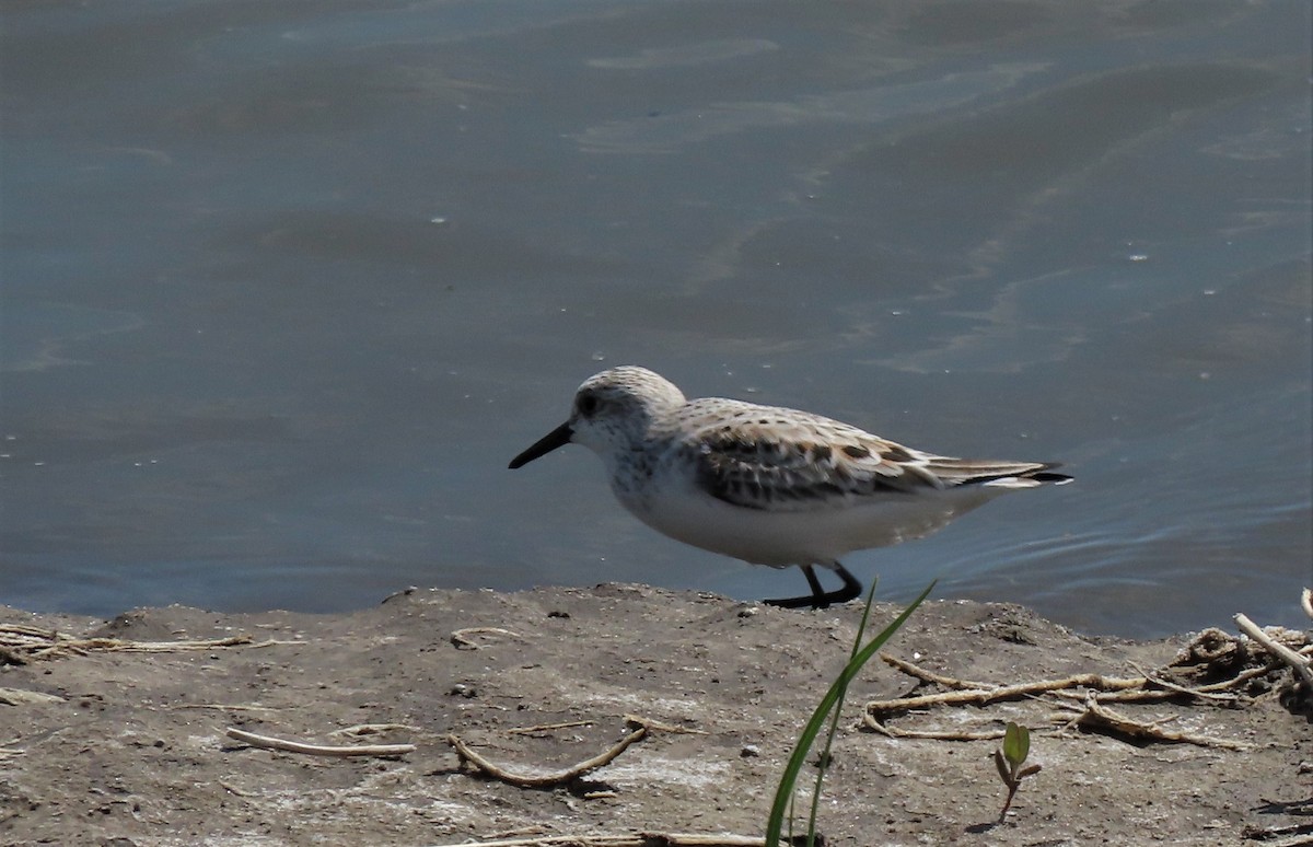 Bécasseau sanderling - ML336133441