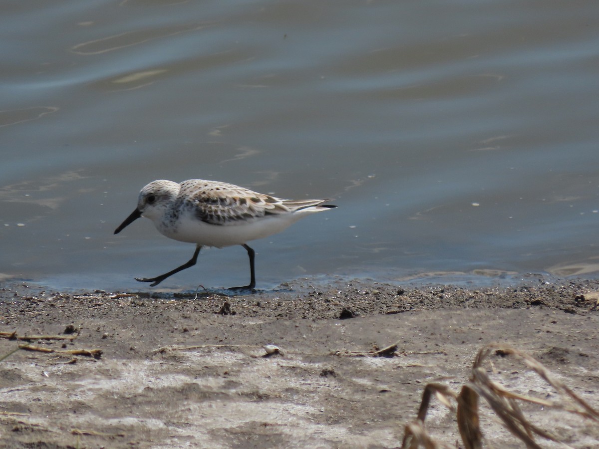 Bécasseau sanderling - ML336134461