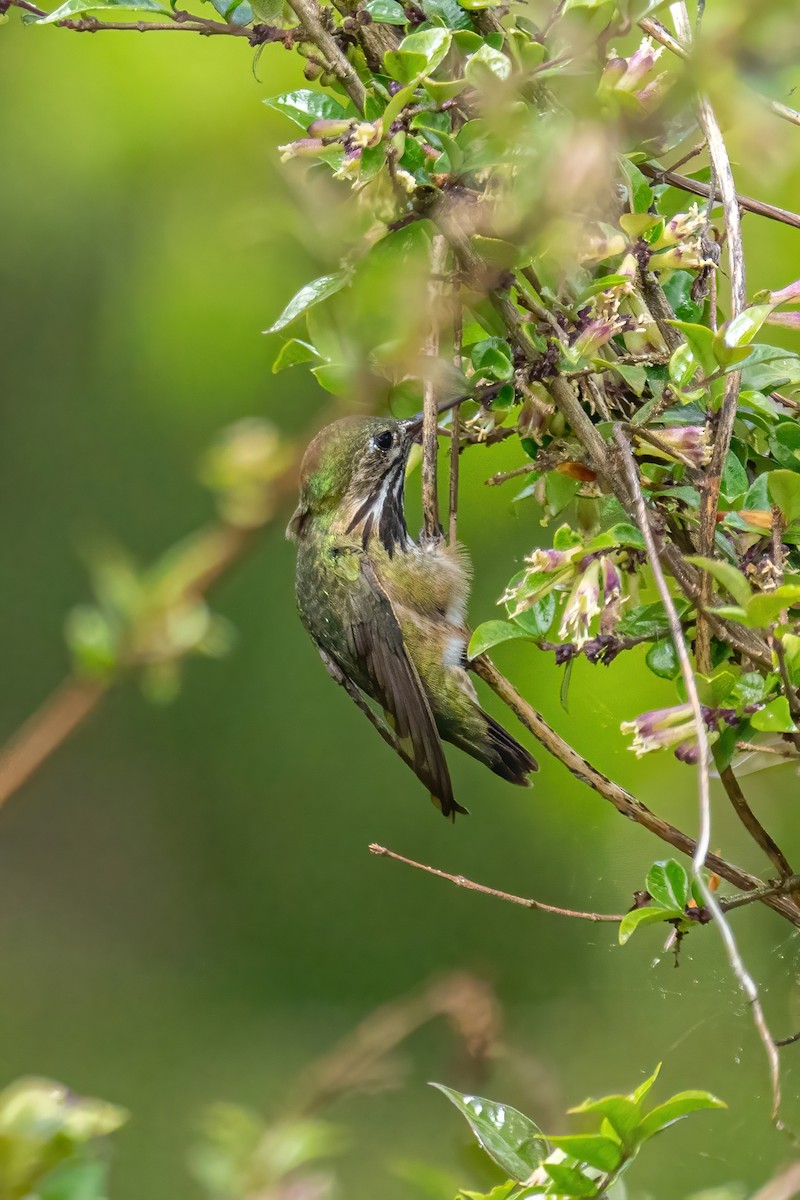 Calliope Hummingbird - ML336135031