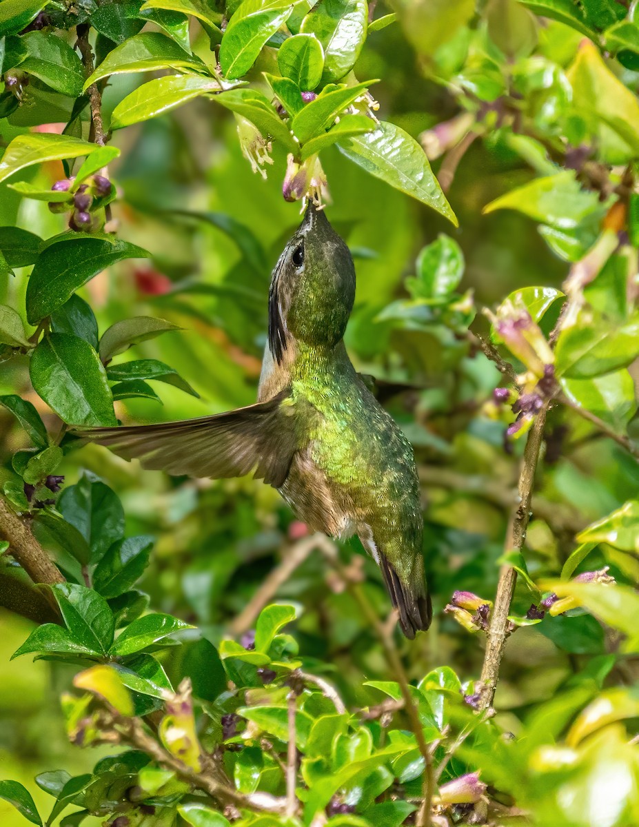 Calliope Hummingbird - ML336135071