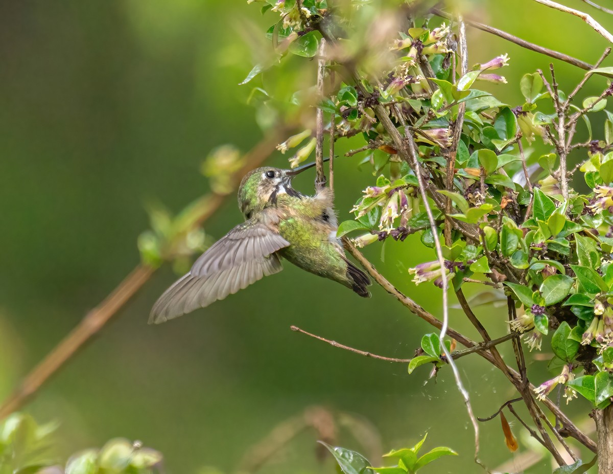 Calliope Hummingbird - ML336135091