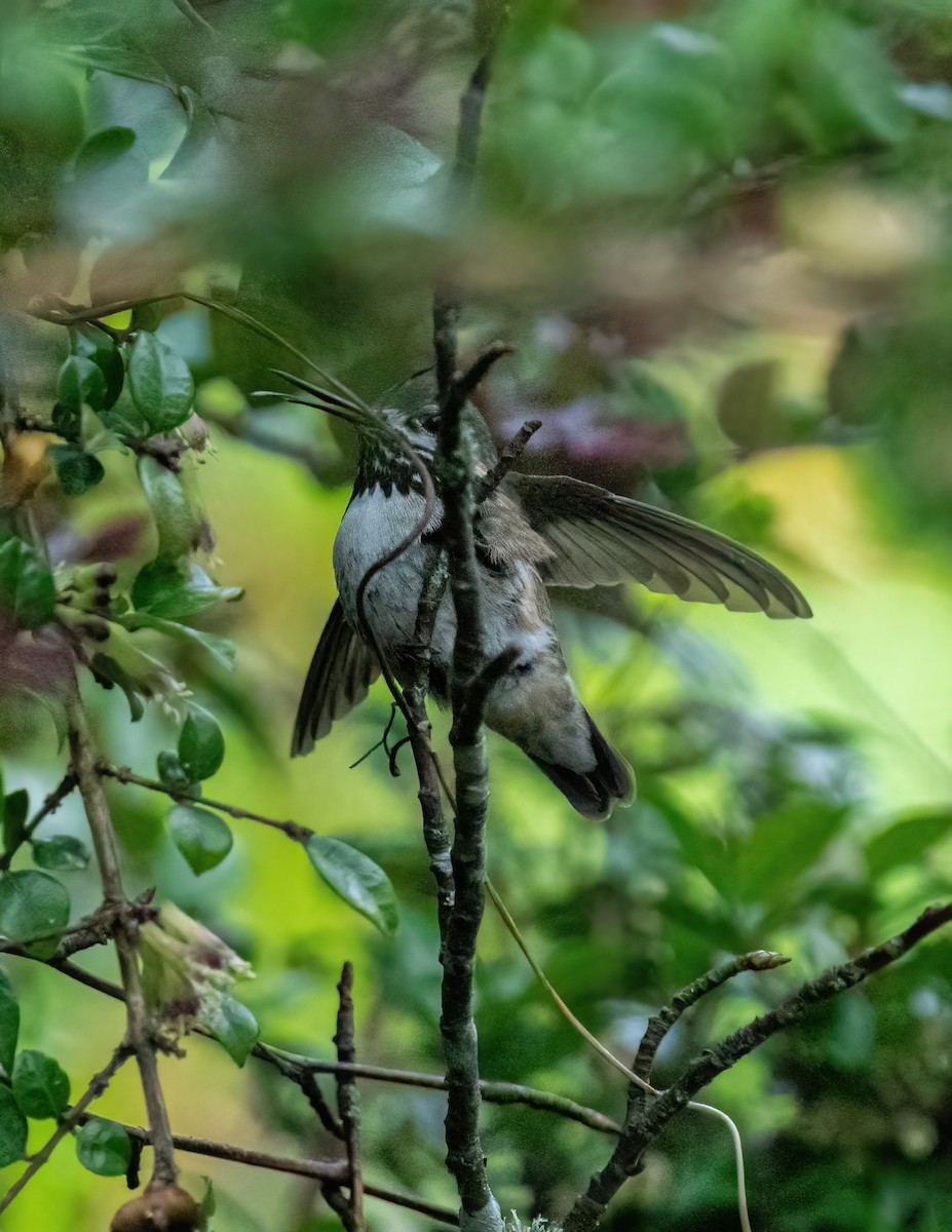 Calliope Hummingbird - ML336135111