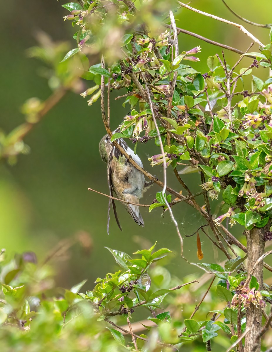 Calliope Hummingbird - ML336135131