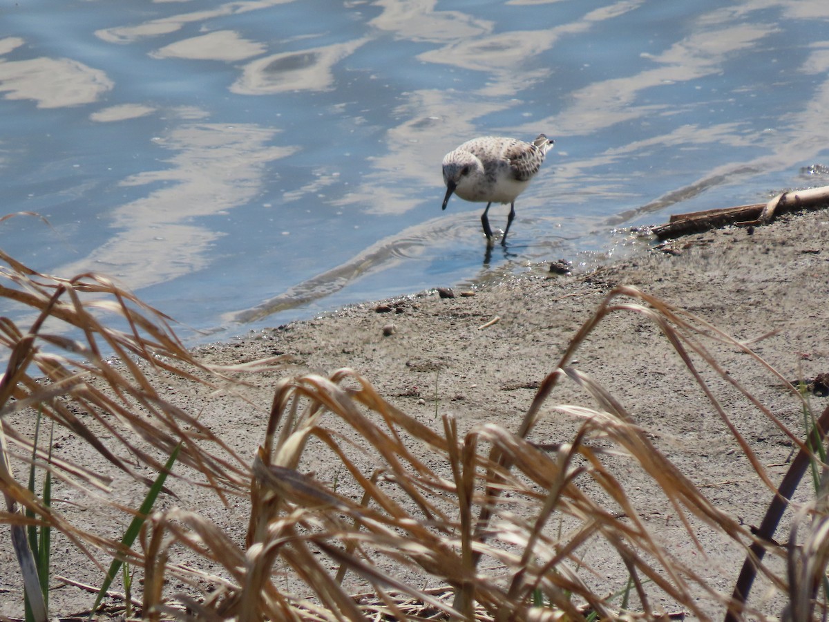 Bécasseau sanderling - ML336135141