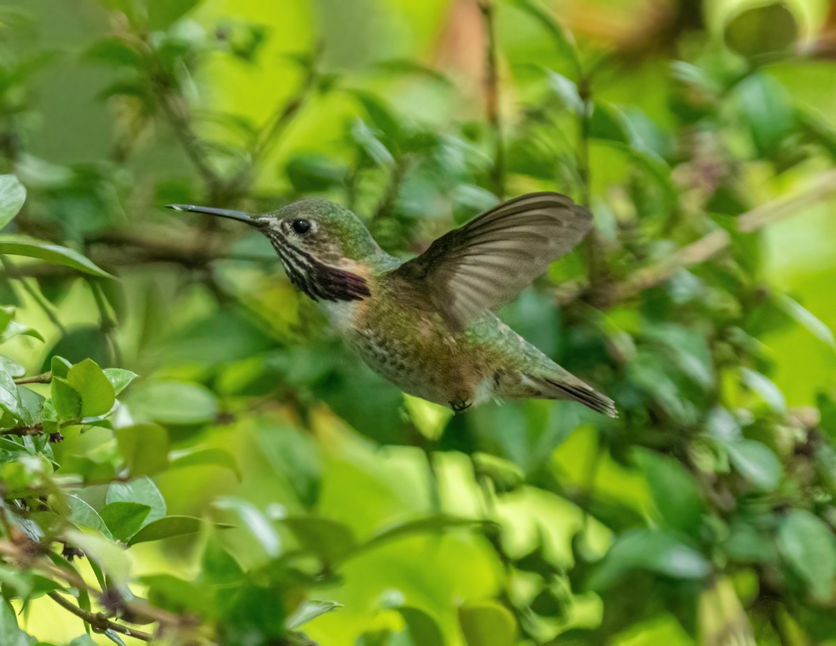 Calliope Hummingbird - ML336135201