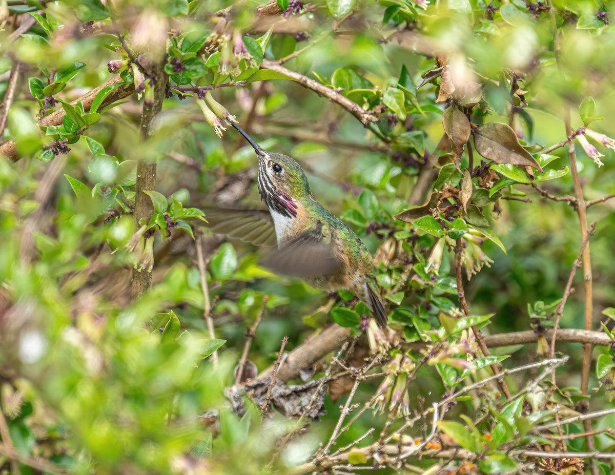 Calliope Hummingbird - ML336135231