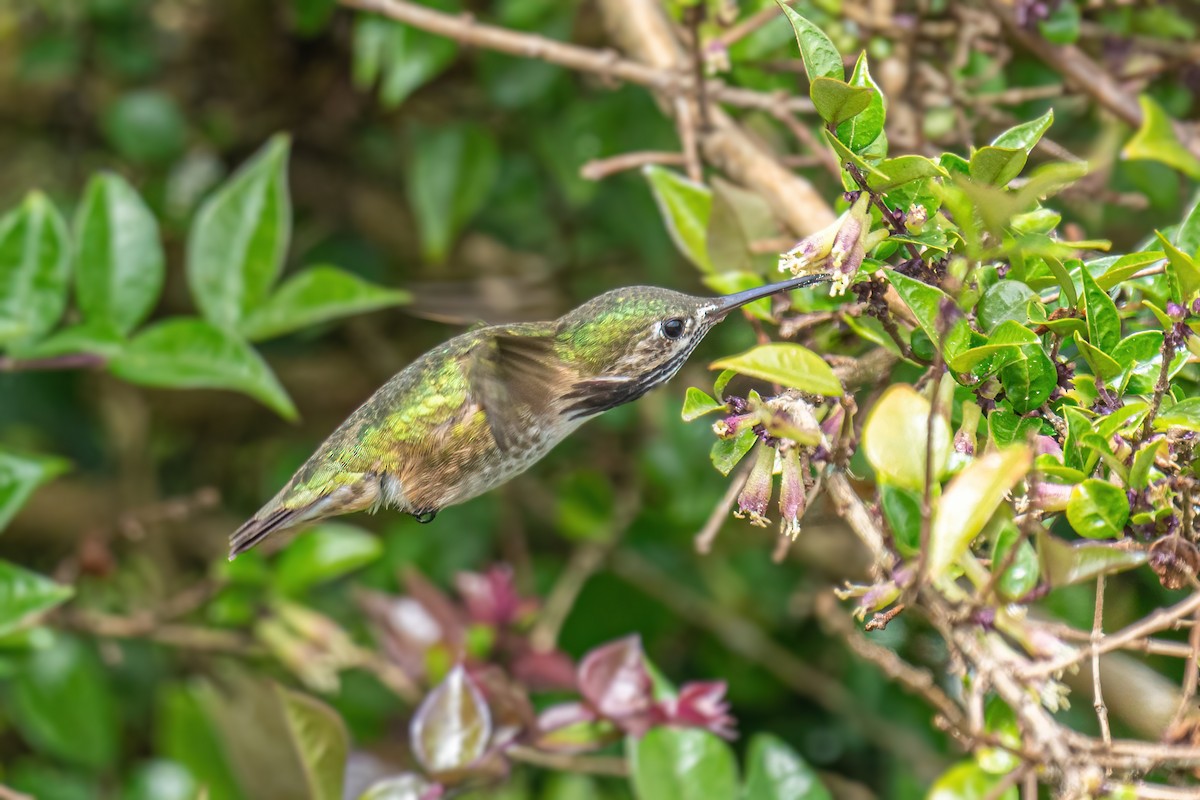 Calliope Hummingbird - ML336135371