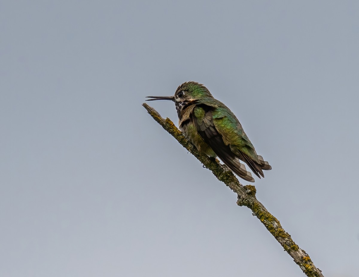 Calliope Hummingbird - ML336137731